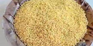 Foxtail Millet Seeds