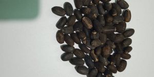 Ratanjot Seeds
