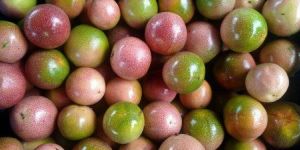 Passion Fruit
