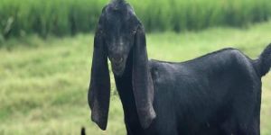 Beetal Goat Contract Farming