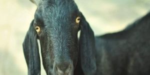 Osmanabadi Goat Contract Farming