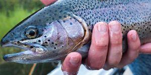Rainbow Trout Fishes