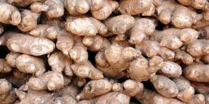 Fresh Ginger