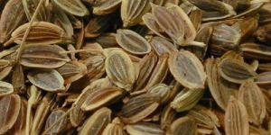 Dill Seeds