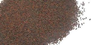 Mustard Seeds