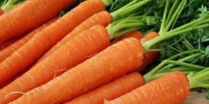 Fresh Carrot