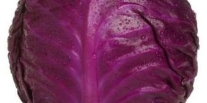Fresh Red Cabbage