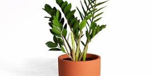 Terracotta Flower Pots