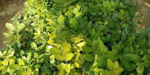 Seedless Lemon Plant