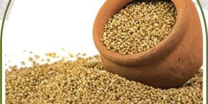 Foxtail Millet