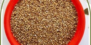 Organic Kodo Millet