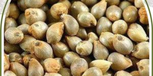 Organic Pearl Millet