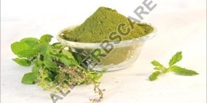 Tulsi Powder