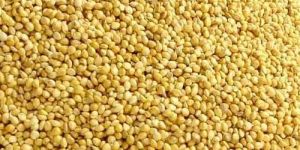 Yellow Millets