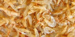 Dried Baby Shrimp