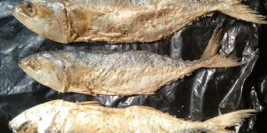 Dried Mackerel Fish