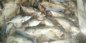 Dried Salted Mackerel Fish