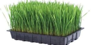 Organic Wheatgrass