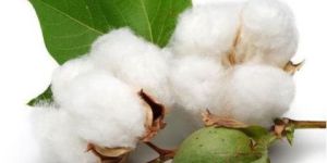 Cotton Seeds