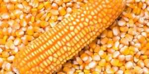 Yellow Maize