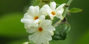 Nyctanthes Arbortristis