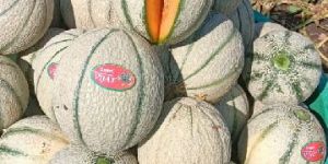 Fresh Muskmelon