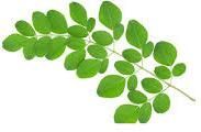 Fresh Moringa Leaves