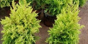 Golden Shiprush Plant