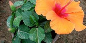 Hibiscus Flower Plant