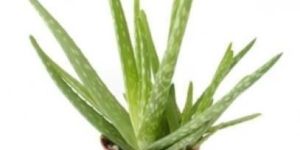 Aloe Vera Plant