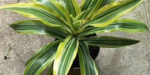 Dracaena Victoria Plant