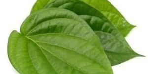 Betel Leaves