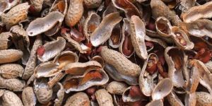 Groundnut Shell