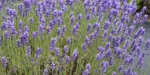 Lavender Plant