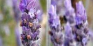 Organic Fresh Lavender Flowers