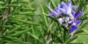 Rosemary Plant