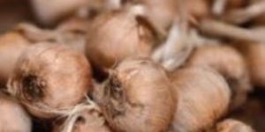 Saffron Bulbs
