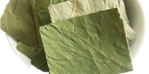 Dried Lotus Leaves