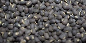 Whole Black Urad Dal