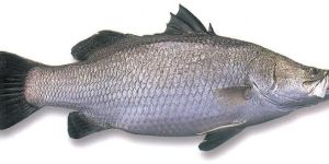 Fresh Barramundi Fish