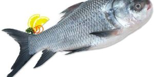 Fresh Catla Fish