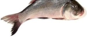Fresh Katla Fish