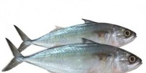 Fresh Mackerel Fish