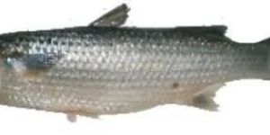 Fresh Mullet Fish