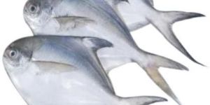 Fresh Pomfret Fish