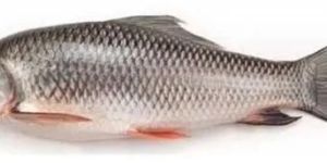 Fresh Rohu Fish