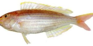 Fresh Threadfin Fish