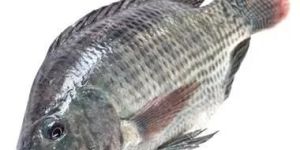 Fresh Tilapia Fish
