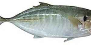 Fresh Trevally Fish