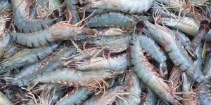 Fresh Black Tiger Prawns